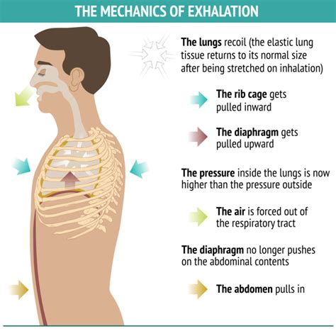 exhalar yoga|how to control exhalation length.